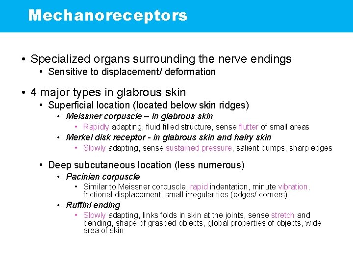 Mechanoreceptors • Specialized organs surrounding the nerve endings • Sensitive to displacement/ deformation •