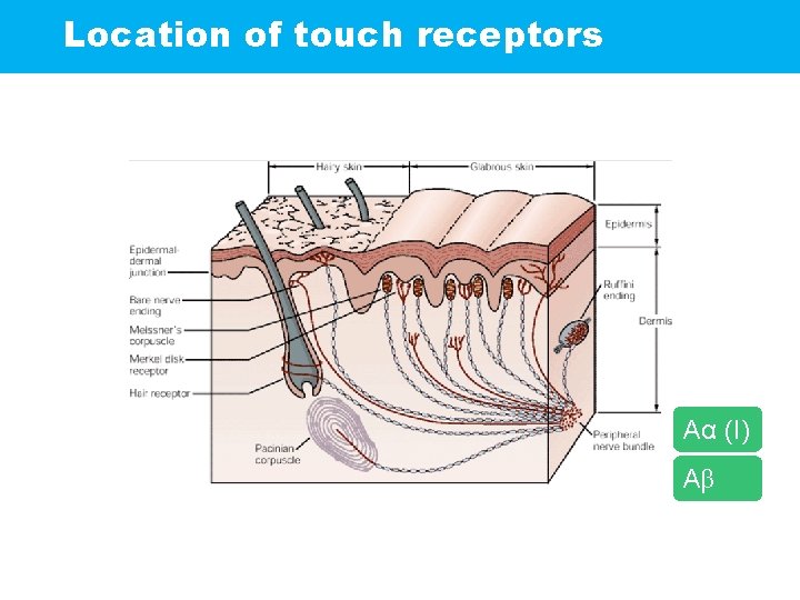 Location of touch receptors Aα (I) Aβ (II)1: 6 