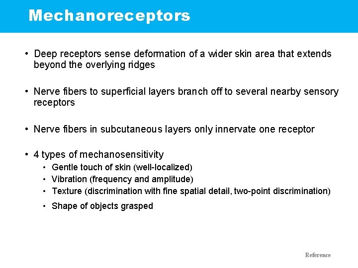 Mechanoreceptors • Deep receptors sense deformation of a wider skin area that extends beyond