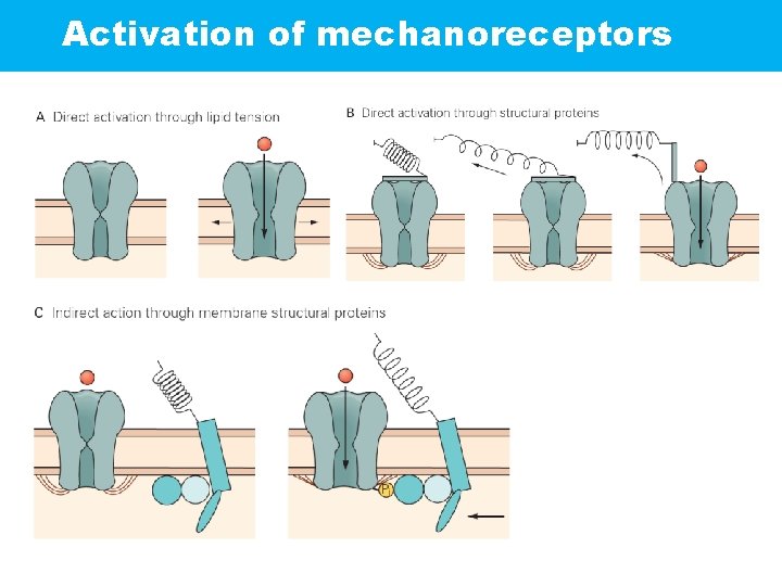 Activation of mechanoreceptors 