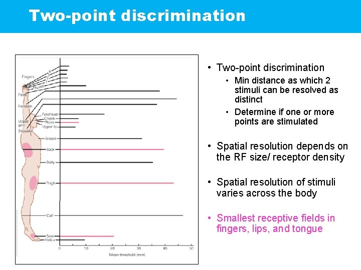 Two-point discrimination • Min distance as which 2 stimuli can be resolved as distinct