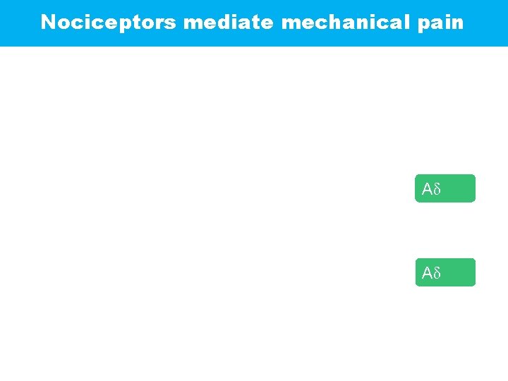 Nociceptors mediate mechanical pain Aδ (III) 