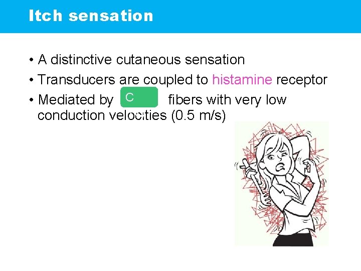 Itch sensation • A distinctive cutaneous sensation • Transducers are coupled to histamine receptor