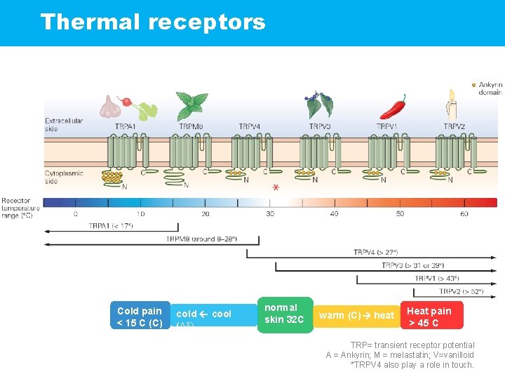 Thermal receptors Cold pain < 15 C (C) cold cool (Aδ) normal skin 32