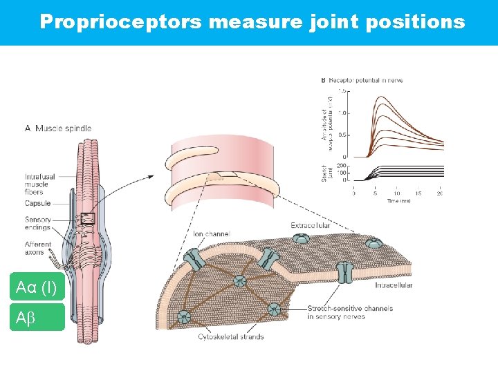 Proprioceptors measure joint positions Aα (I) Aβ (II)1: 6 