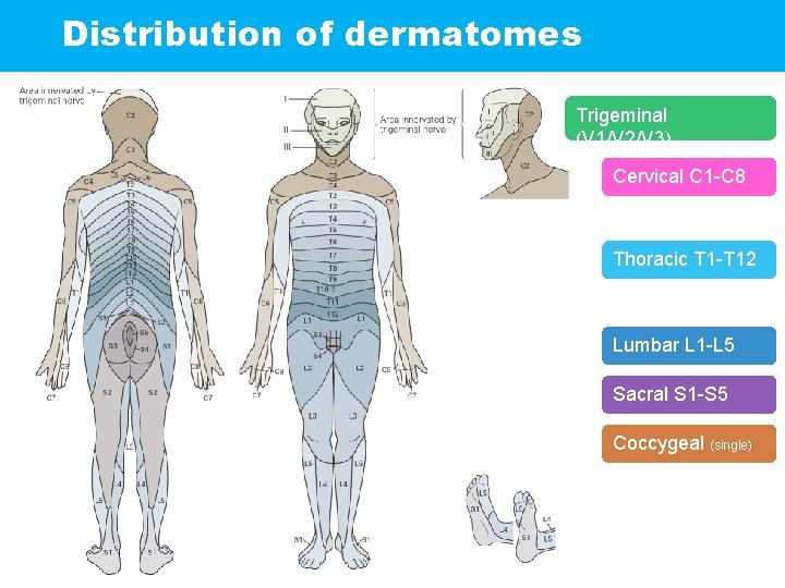 Distribution of dermatomes Trigeminal (V 1/V 2/V 3) Cervical C 1 -C 8 Thoracic
