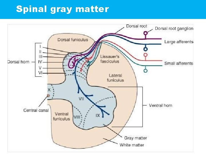 Spinal gray matter 