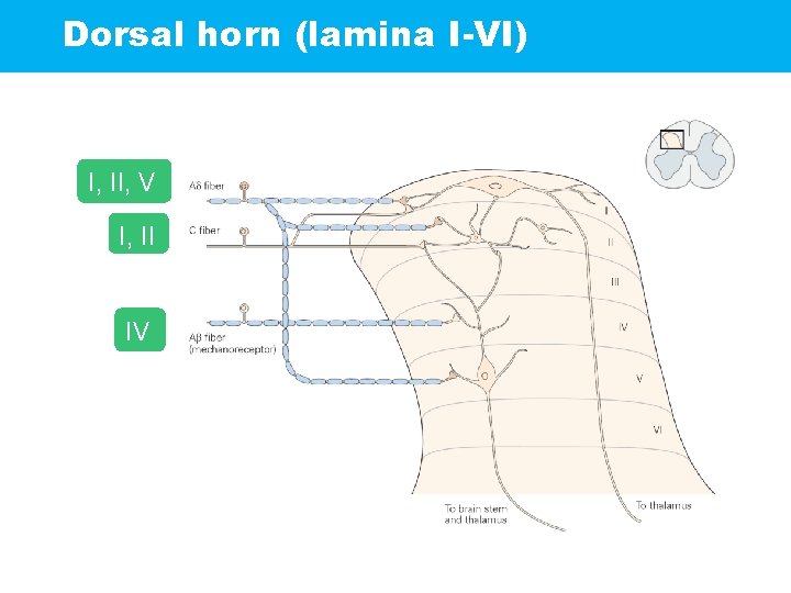 Dorsal horn (lamina I-VI) I, II, V I, II IV 