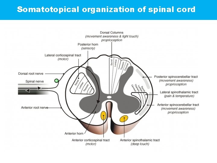 Somatotopical organization of spinal cord 