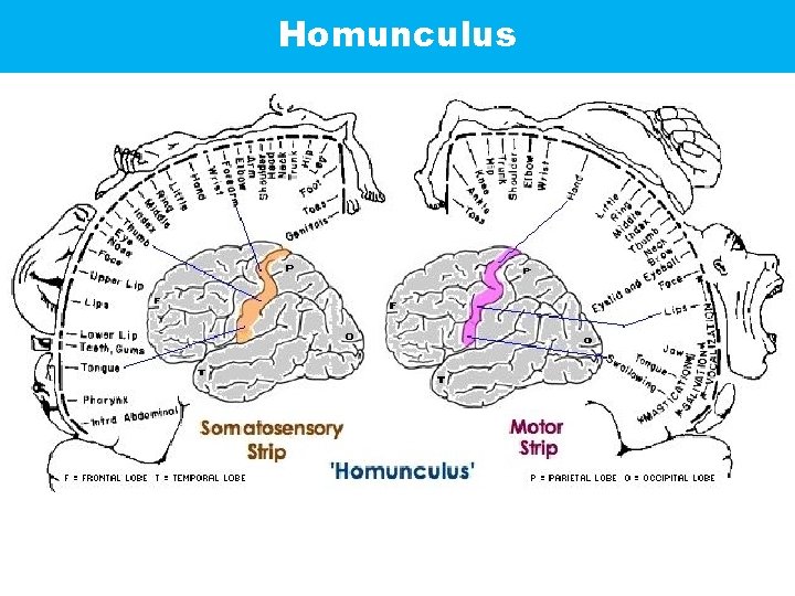 Homunculus 