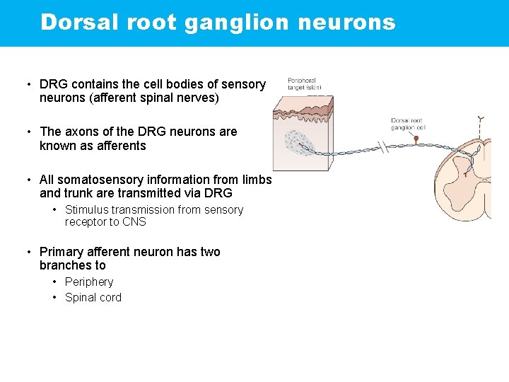 Dorsal root ganglion neurons • DRG contains the cell bodies of sensory neurons (afferent