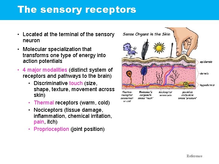 The sensory receptors • Located at the terminal of the sensory neuron • Molecular