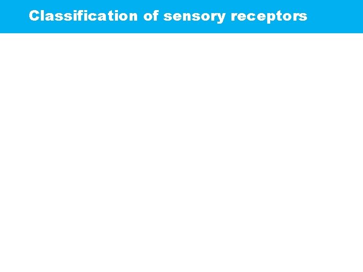 Classification of sensory receptors 