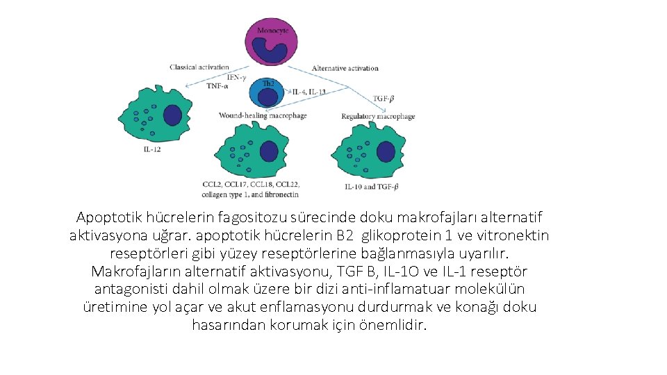 Apoptotik hücrelerin fagositozu sürecinde doku makrofajları alternatif aktivasyona uğrar. apoptotik hücrelerin B 2 glikoprotein