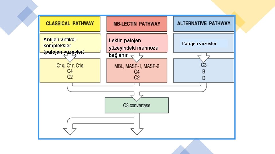 Antijen: antikor kompleksler (patojen yüzeyler) Lektin patojen yüzeyindeki mannoza bağlanır Patojen yüzeyler 