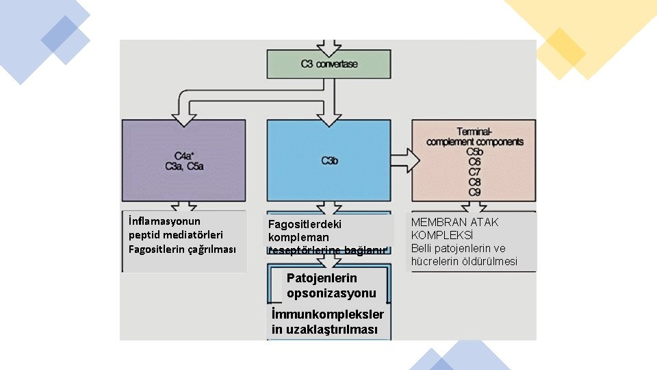 İnflamasyonun peptid mediatörleri Fagositlerin çağrılması Fagositlerdeki kompleman reseptörlerine bağlanır Patojenlerin opsonizasyonu İmmunkompleksler in uzaklaştırılması