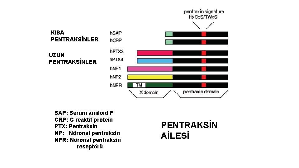 KISA PENTRAKSİNLER UZUN PENTRAKSİNLER SAP: Serum amiloid P CRP: C reaktif protein PTX: Pentraksin