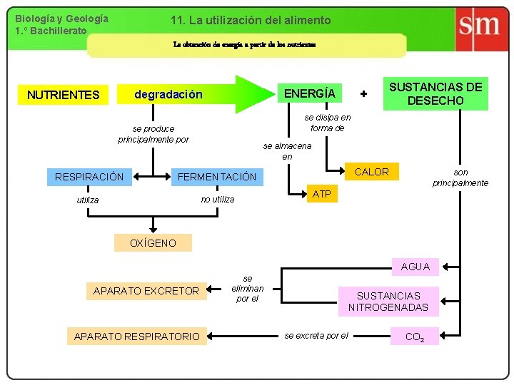 Biología y Geología 1. º Bachillerato 11. La utilización del alimento La obtención de