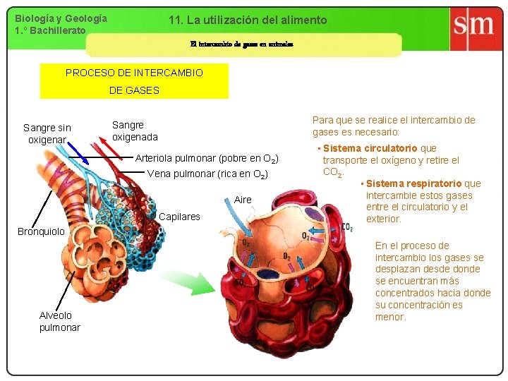 Biología y Geología 1. º Bachillerato 11. La utilización del alimento El intercambio de