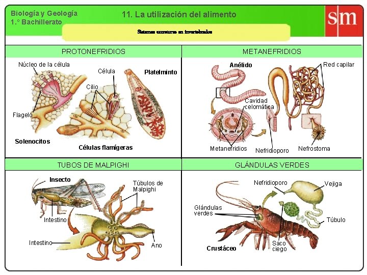 Biología y Geología 1. º Bachillerato 11. La utilización del alimento Sistemas excretores en