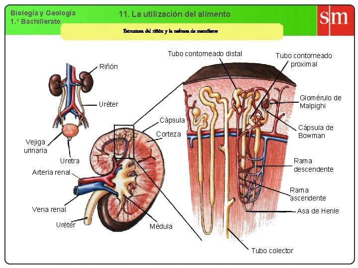 Biología y Geología 1. º Bachillerato 11. La utilización del alimento Estructura del riñón
