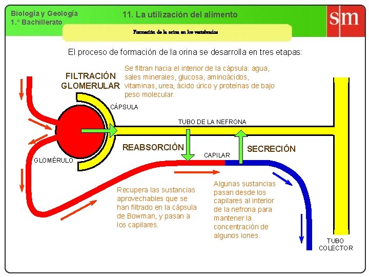 Biología y Geología 1. º Bachillerato 11. La utilización del alimento Formación de la