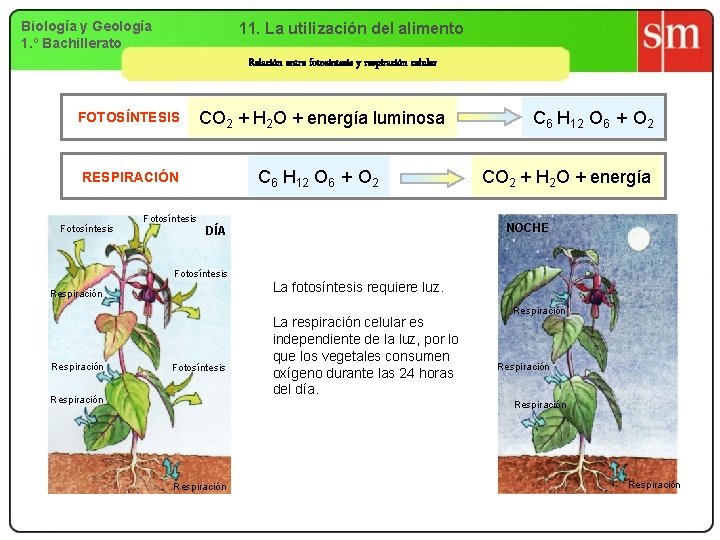 Biología y Geología 1. º Bachillerato 11. La utilización del alimento Relación entre fotosíntesis