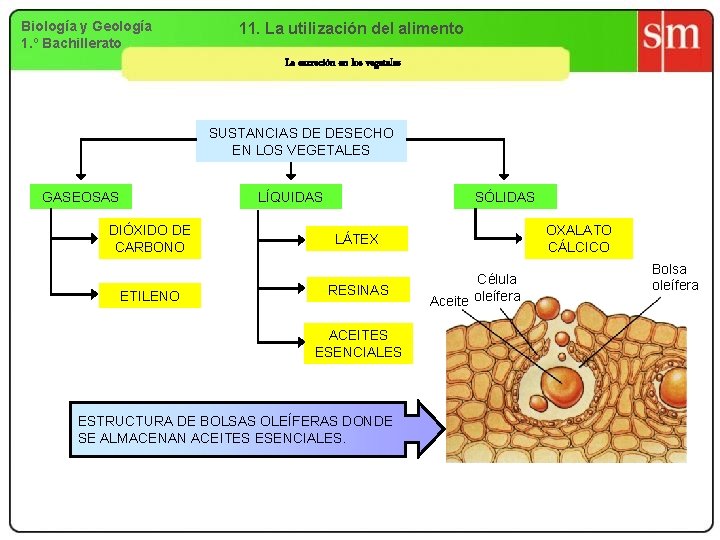 Biología y Geología 1. º Bachillerato 11. La utilización del alimento La excreción en