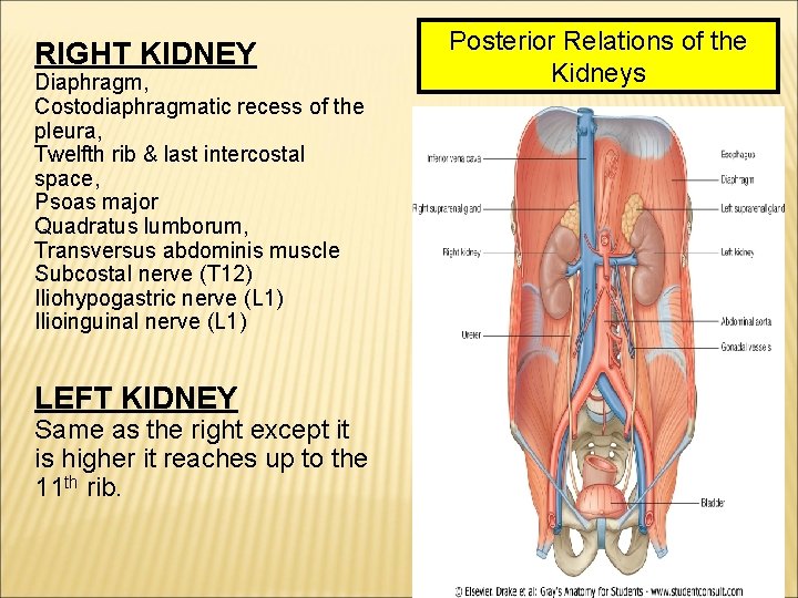 RIGHT KIDNEY Diaphragm, Costodiaphragmatic recess of the pleura, Twelfth rib & last intercostal space,