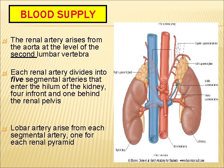BLOOD SUPPLY The renal artery arises from the aorta at the level of the