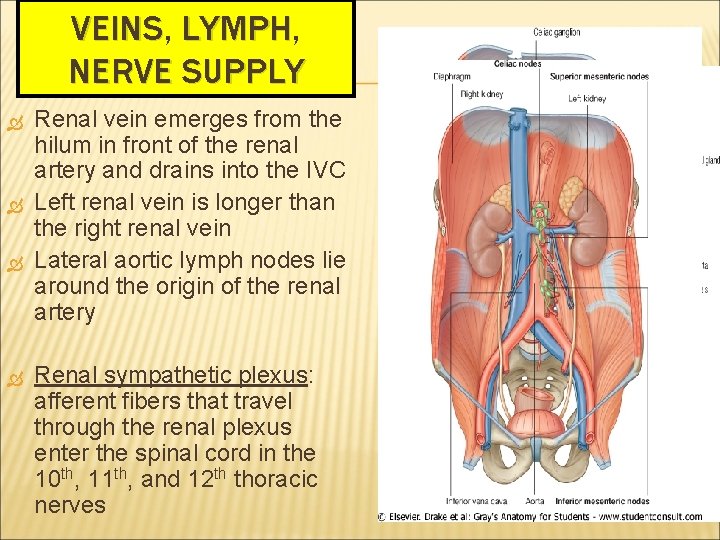 VEINS, VEINS LYMPH, LYMPH NERVE SUPPLY Renal vein emerges from the hilum in front