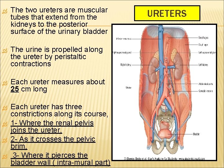  The two ureters are muscular tubes that extend from the kidneys to the