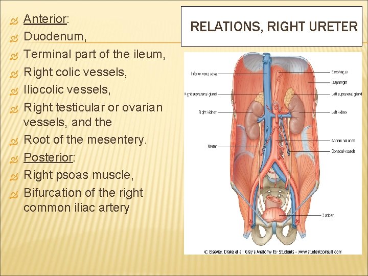  Anterior: Anterior Duodenum, Terminal part of the ileum, Right colic vessels, Iliocolic vessels,