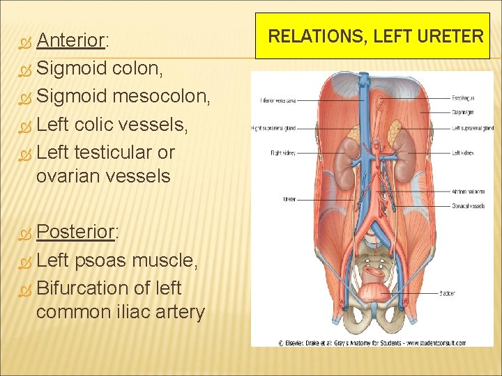 Anterior: Sigmoid colon, Sigmoid mesocolon, Left colic vessels, Left testicular or ovarian vessels Posterior:
