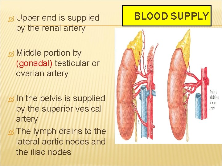  Upper end is supplied by the renal artery Middle portion by (gonadal) testicular