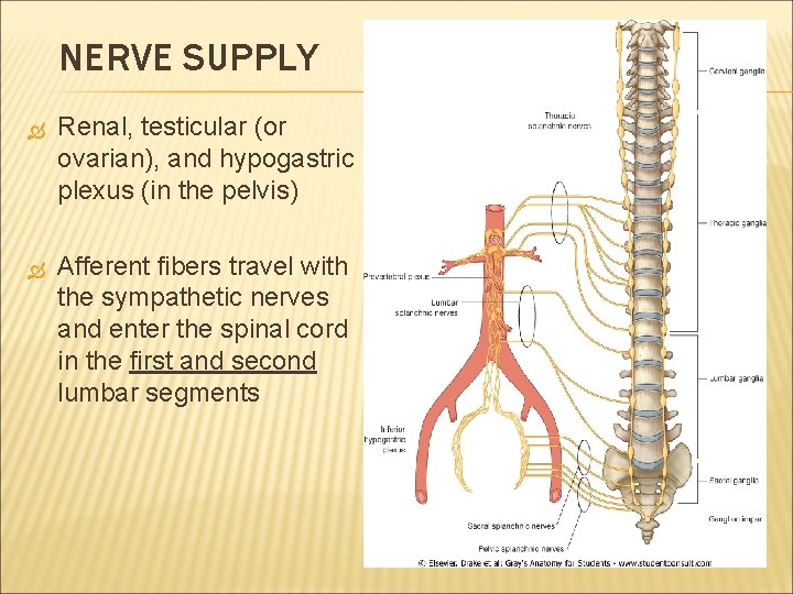 NERVE SUPPLY Renal, testicular (or ovarian), and hypogastric plexus (in the pelvis) Afferent fibers