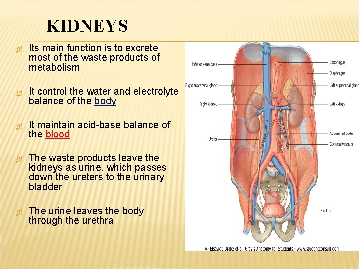 KIDNEYS Its main function is to excrete most of the waste products of metabolism