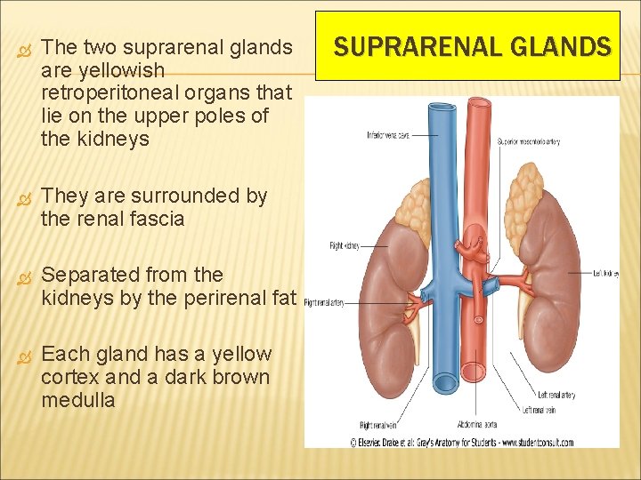  The two suprarenal glands are yellowish retroperitoneal organs that lie on the upper