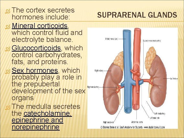 The cortex secretes hormones include: Mineral corticoids, corticoids which control fluid and electrolyte balance.
