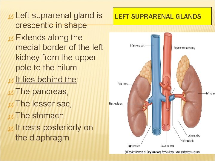 Left suprarenal gland is crescentic in shape Extends along the medial border of the
