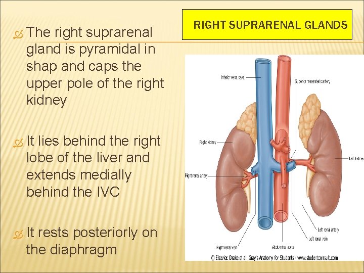  The right suprarenal gland is pyramidal in shap and caps the upper pole