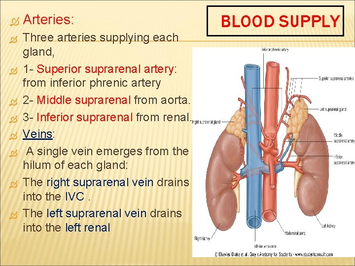  Arteries: Three arteries supplying each gland, 1 - Superior suprarenal artery: from inferior