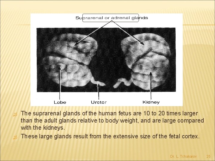  The suprarenal glands of the human fetus are 10 to 20 times larger