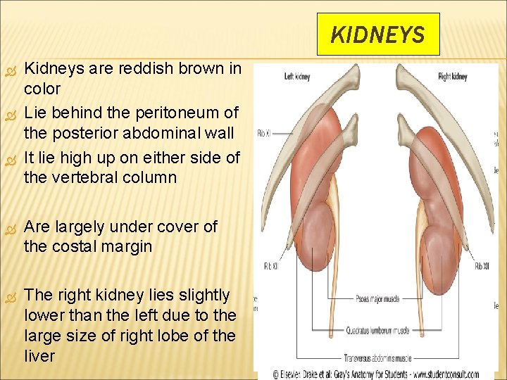 KIDNEYS Kidneys are reddish brown in color Lie behind the peritoneum of the posterior