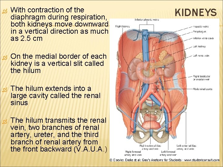 With contraction of the diaphragm during respiration, both kidneys move downward in a