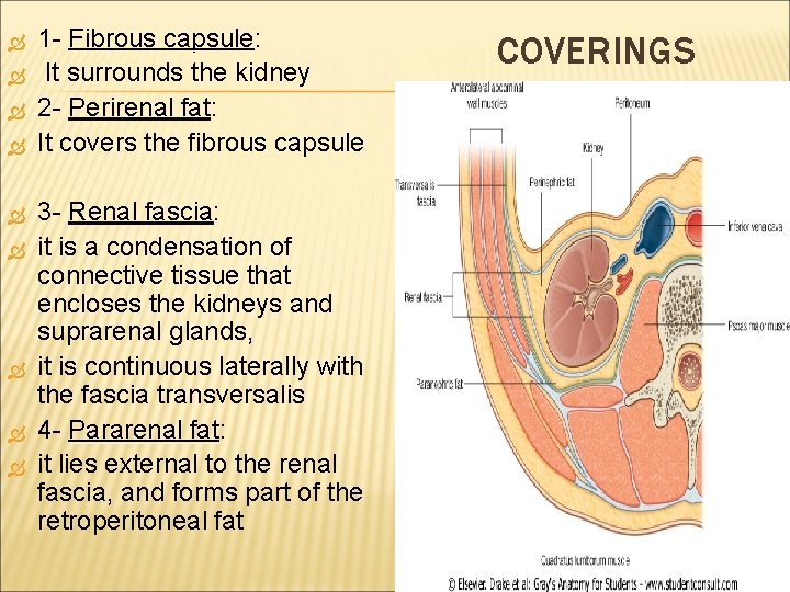  1 - Fibrous capsule: capsule It surrounds the kidney 2 - Perirenal fat: