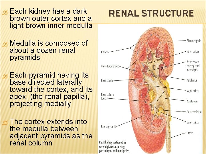  Each kidney has a dark brown outer cortex and a light brown inner