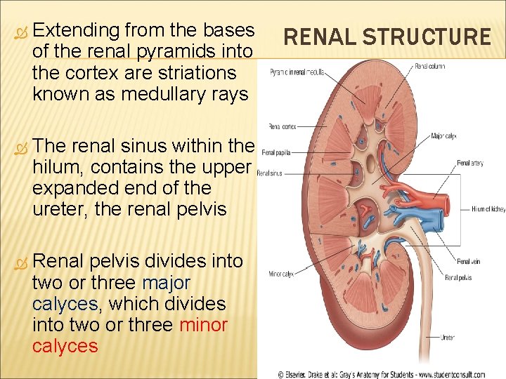  Extending from the bases of the renal pyramids into the cortex are striations