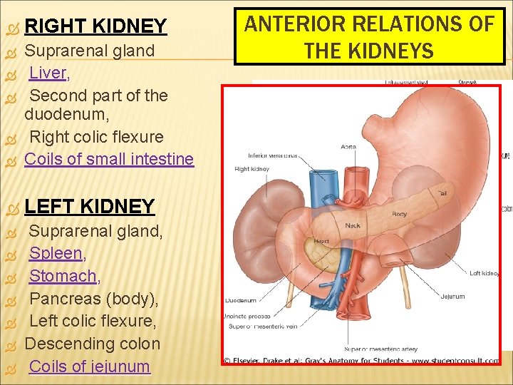  RIGHT KIDNEY Suprarenal gland Liver, Second part of the duodenum, Right colic flexure