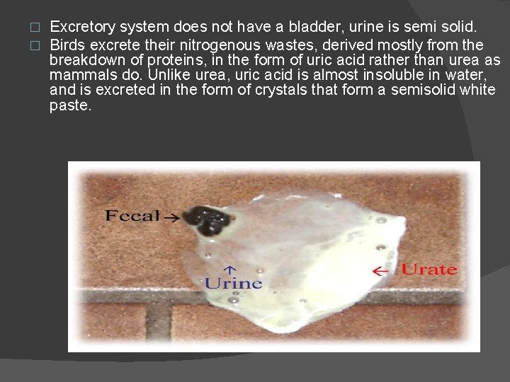 � � Excretory system does not have a bladder, urine is semi solid. Birds